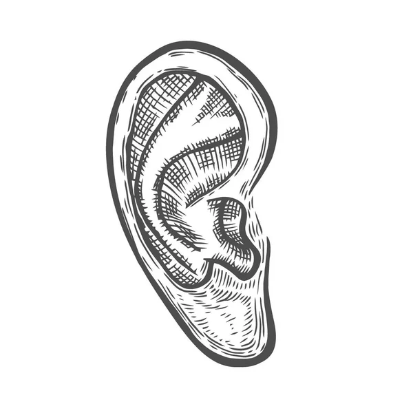 Biologie Člověka Ilustrace Anatomie Varhan Gravírované Ručně Kreslenou Starý Nákres — Stockový vektor