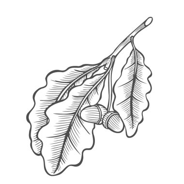 İllüstrasyon izole beyaz arka plan üzerinde son derece ayrıntılı el çekilmiş meşe palamudu oyma vektör