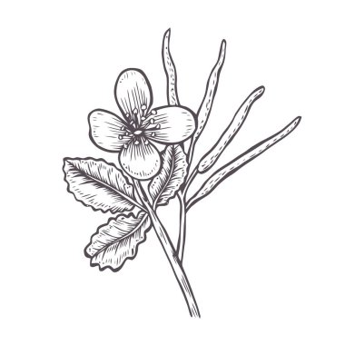 Büyük kırlangıçotu veya Tetterwort veya Bloodroot veya Chelidonium majus, vintage oyma. Eski kazınmış şekil stili