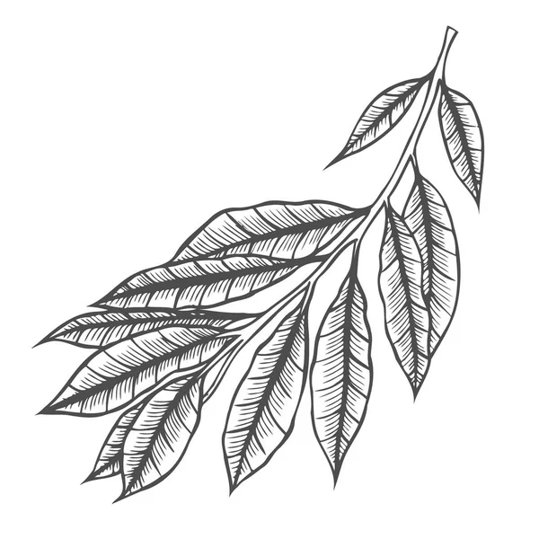 Hoja de coca imágenes de stock de arte vectorial Depositphotos