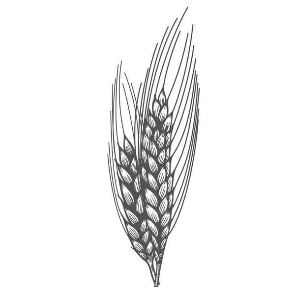 Пшеничні Хлібні Вуха Ескіз Урожаю Зернових Вручну Намальовано Векторні Ілюстрації — стоковий вектор