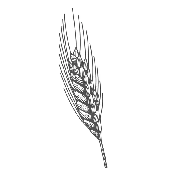 Weizenbrot Ähren Getreideernte Skizze Handgezeichnete Vektorillustration Schwarzes Ohr Isoliert Auf — Stockvektor