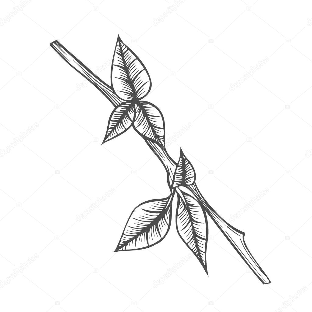 Branch of plant vector illustration. Scratch board style engraving. Hand drawn image.