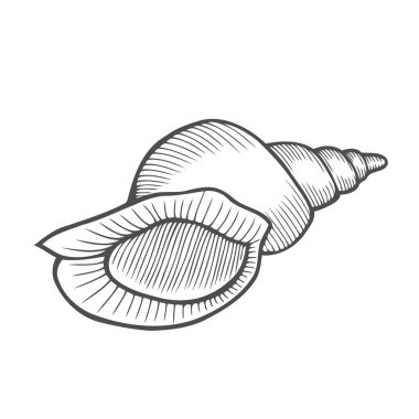 Deniz kabuğu tarak. Siyah Vintage illüstrasyon oyma. Beyaz arka plan üzerinde izole