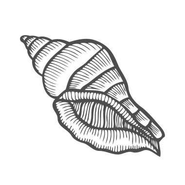 Deniz kabuğu tarak. Siyah Vintage illüstrasyon oyma. Beyaz arka plan üzerinde izole