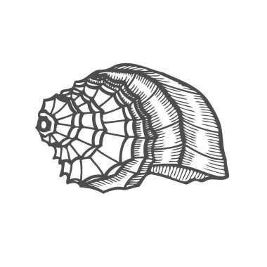 Deniz kabuğu tarak. Siyah Vintage illüstrasyon oyma. Beyaz arka plan üzerinde izole