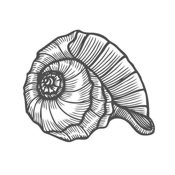 海贝壳扇贝 黑雕刻复古插画 白色背景上孤立 — 图库矢量图片