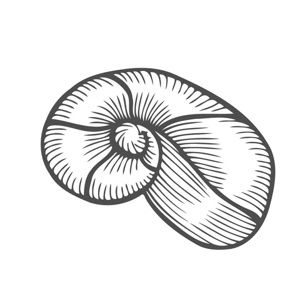Sea Shell Pilgrimsmussla Svart Gravyr Vintage Illustration Isolerad Vit Bakgrund — Stock vektor