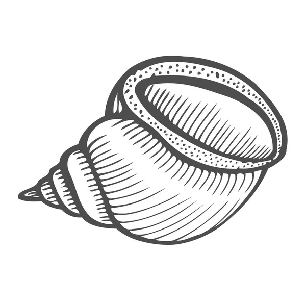 海贝壳扇贝 黑雕刻复古插画 白色背景上孤立 — 图库矢量图片