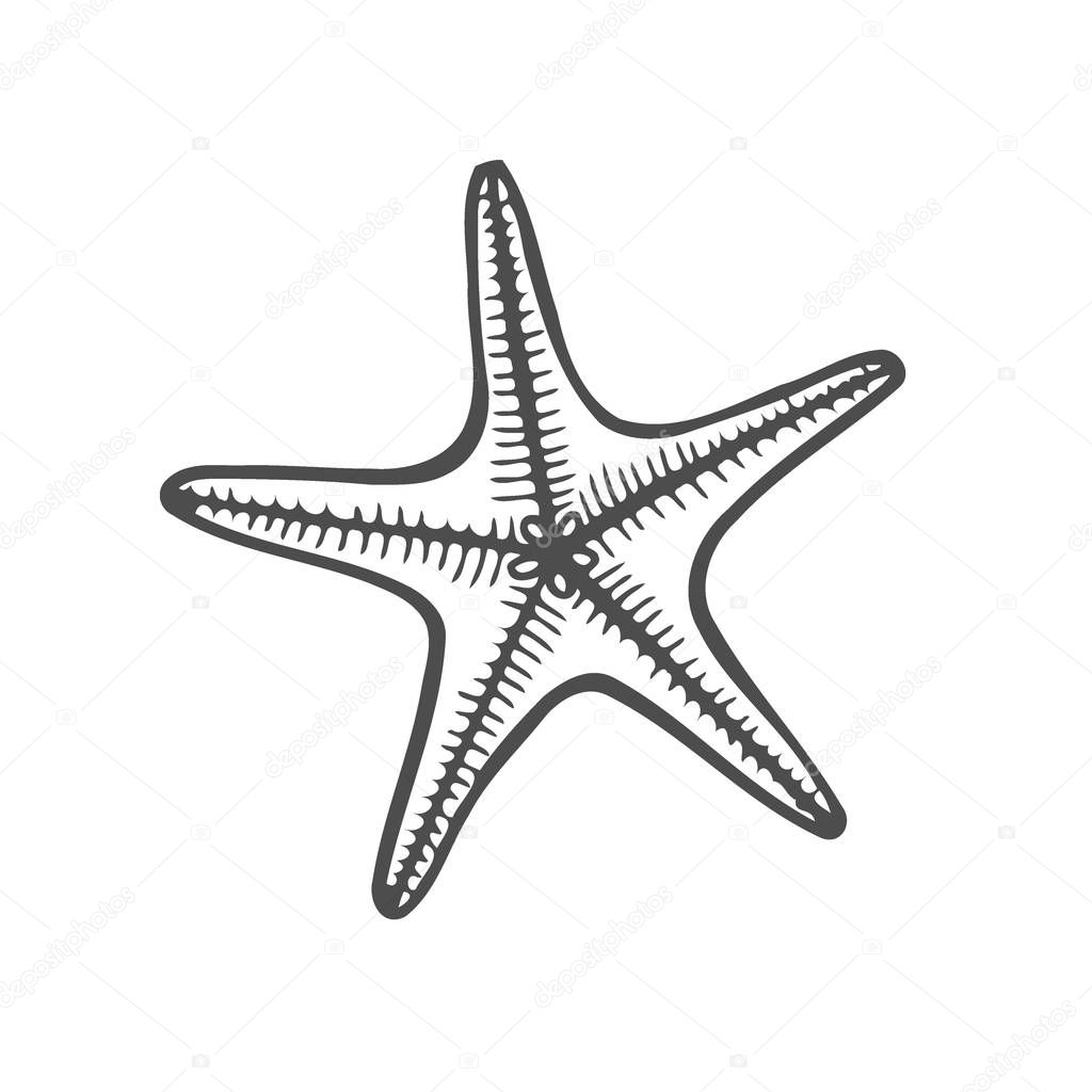 Starfish nature ocean aquatic underwater vector. Hand drawn marine engraving star fish illustration on white background