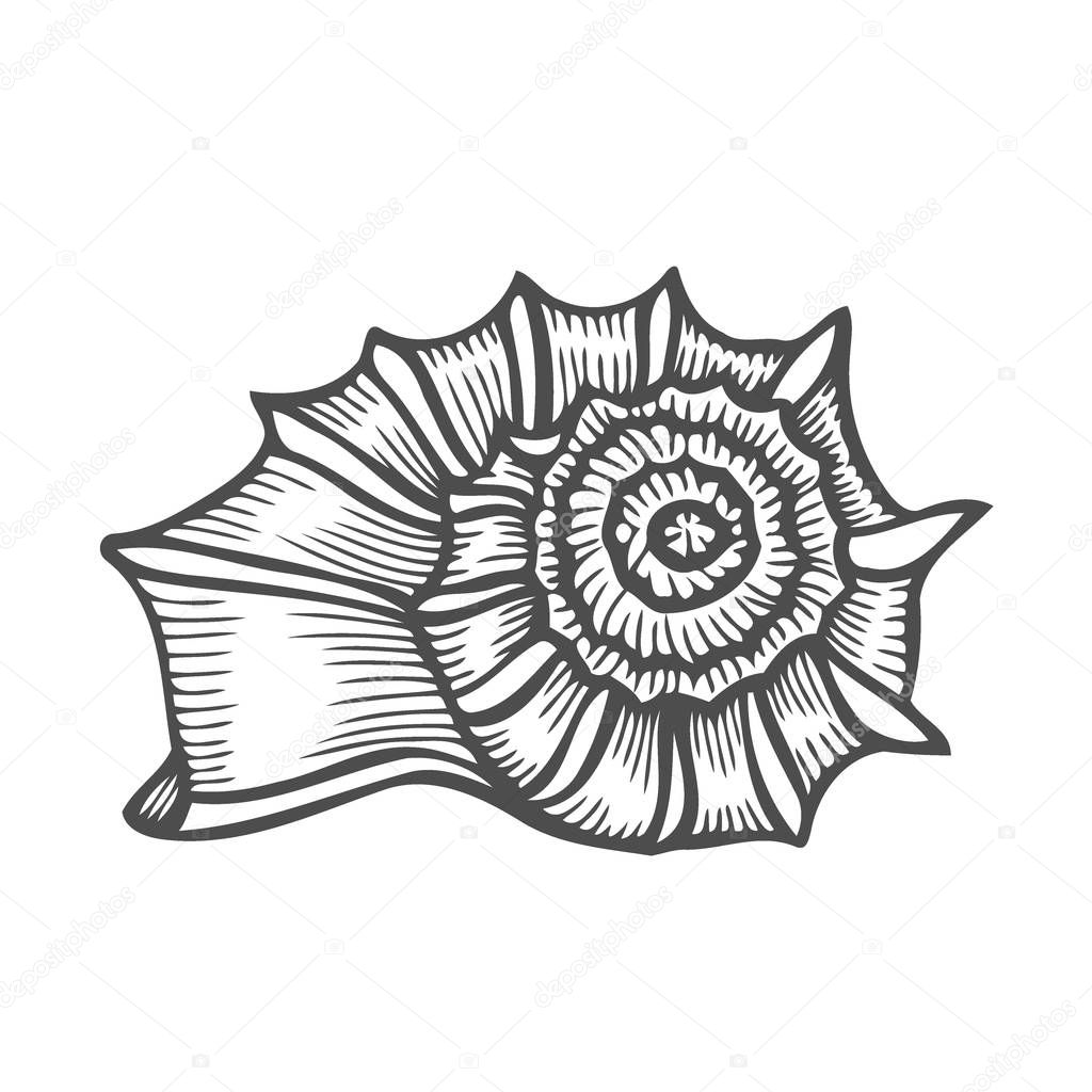 Sea shell Scallop. Black engraving vintage illustration. Isolated on white background