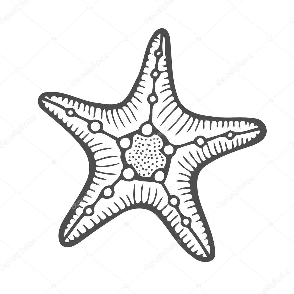 Starfish nature ocean aquatic underwater vector. Hand drawn marine engraving star fish illustration on white background