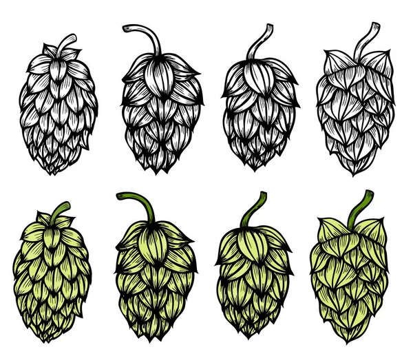 Colored Hand Drawn Engraving Style Hops Set Common Hop Humulus — Stock Vector