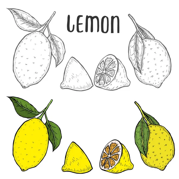 Hela Citron Skivad Bitar Halv Leafe Och Utsäde Skiss Frukt — Stock vektor
