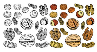 Son derece ayrıntılı el çekilmiş fındık büyük koleksiyonu. İzole vektör çizim