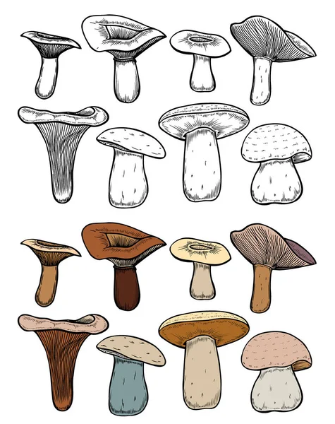 Set Funghi Foresta Disegno Colorato Vettoriale Disegnato Mano Raccolta Funghi — Vettoriale Stock