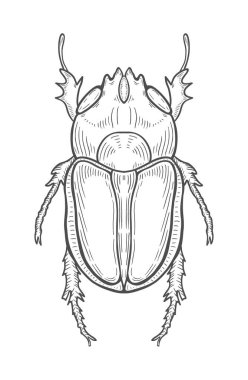 büyük böceği çizim, çizim, gravür, mürekkep, hat sanatı, vektör