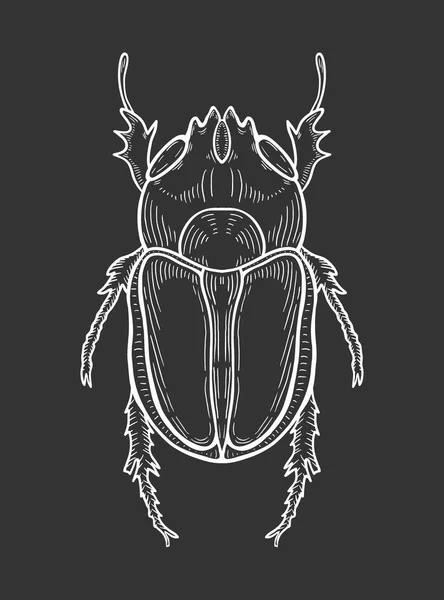 Gran Escarabajo Ilustración Dibujo Grabado Tinta Arte Línea Vector Aislado — Archivo Imágenes Vectoriales