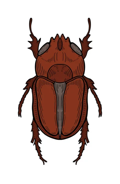 Kahverengi Büyük Böceği Çizim Çizim Gravür Mürekkep Hat Sanatı Vektör — Stok Vektör