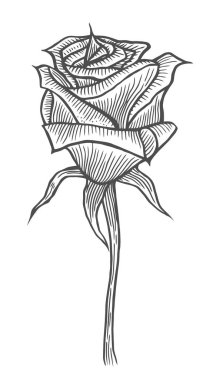 Gül çiçek üzerinde beyaz izole oyulmuş elle çizilmiş resimler