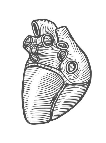 Coração Humano Anatômico Esboço Isolado Fundo Branco Esboço Desenhado Mão —  Vetores de Stock