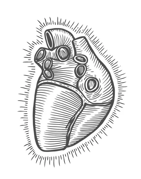 Hand Drawn Vector Illustration Human Heart Used Poster Banner Shirt — Stock Vector
