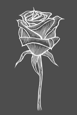 Gül çiçek siyah izole oyulmuş elle çizilmiş resimler