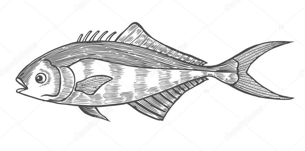Ink sketch of fish. Hand drawn vector illustration on white background. Retro style.