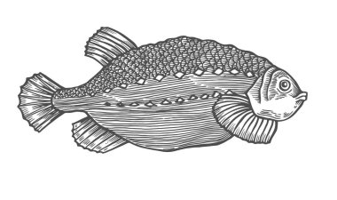 Mürekkep kroki balık. El vektör çizim beyaz zemin üzerine çekilmiş. Retro tarzı.