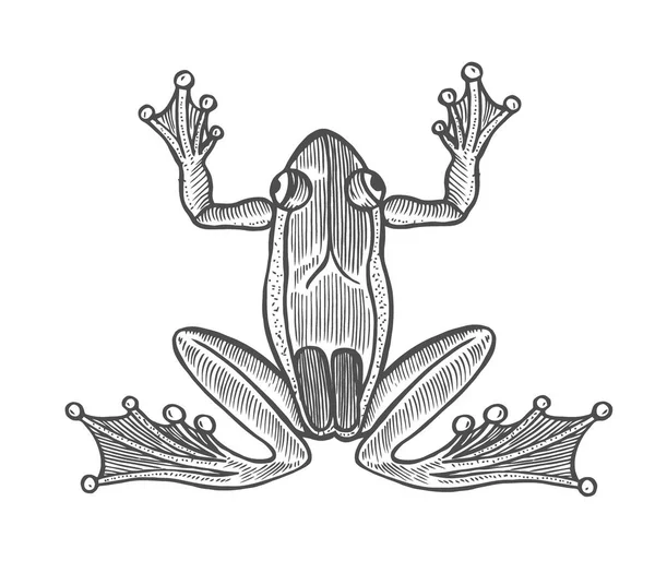 Grenouille Vectorielle Style Gravure Illustration Dessinée Main Sur Fond Blanc — Image vectorielle