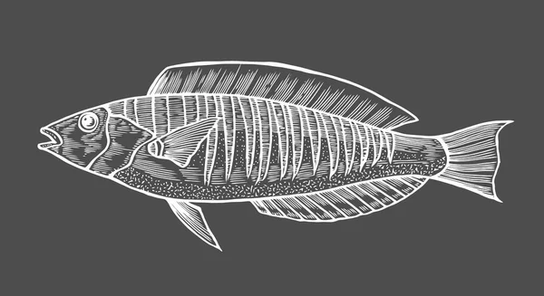 Boceto Tinta Pescado Ilustración Vectorial Dibujada Mano Sobre Fondo Negro — Vector de stock