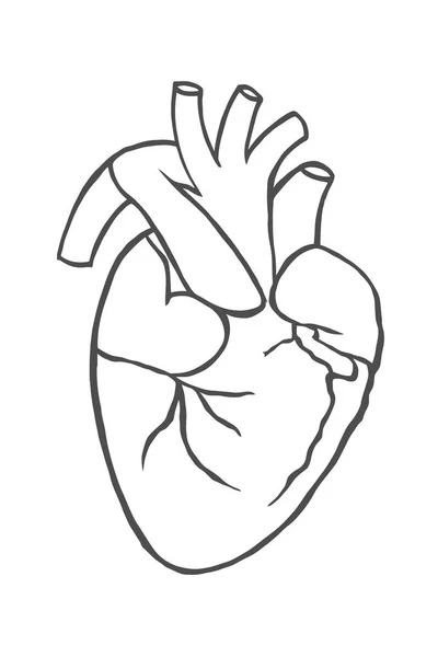 Coeur Anatomique Réaliste Vectoriel Dessiné Main Sur Fond Blanc — Image vectorielle