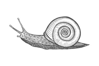 Vektör antik beyaz arka plan üzerinde izole salyangoz gösteren resim oyma