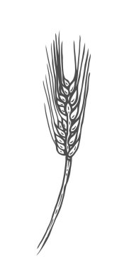 El çizimi buğday spikelets vintage oyulmuş tarzında çekilmiş. beyaz izole.
