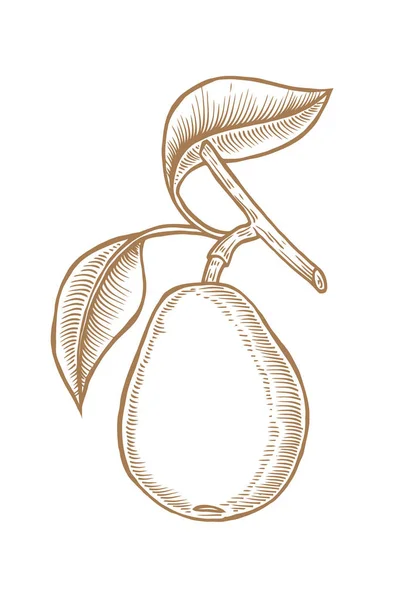 Branche Poire Dessinée Main Illustration Gravée Vectorielle Fruits Naturels Juteux — Image vectorielle