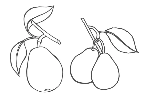 梨が分離されました 甘い果実 ベクター スケッチ ビンテージの図 大人のぬりえ本 手描きのアートワーク きれいなジュース ボトル デザイン — ストックベクタ
