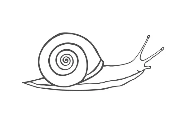 สเก แนวค ดเปล อกหอยท แยกจากเวกเตอร ขาว — ภาพเวกเตอร์สต็อก