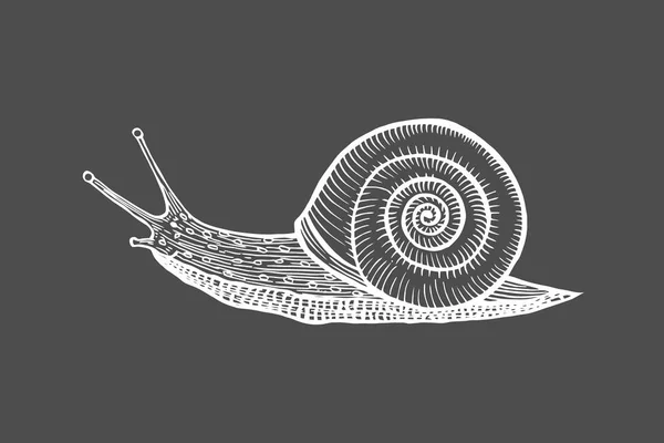 Vector Antique Engraving Illustration Snail Isolated Black Background — Stock Vector
