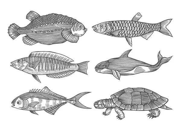 Ensemble Gravure Encre Poissons Illustration Vectorielle Dessinée Main Sur Fond — Image vectorielle