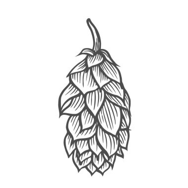 Bira bira fabrikasında kullanılır hop organik bitki bitki. Etiket ve ambalaj için. Vektör çizim kazınmış. El Isolated beyaz zemin üzerine çekilmiş.