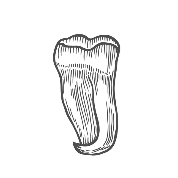 Векторная Гравировка Детализированного Зуба Человека Нарисованного Вручную Белом Фоне — стоковый вектор