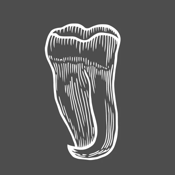 Векторная Гравировка Детализированного Зуба Человека Нарисованного Вручную Черном Фоне — стоковый вектор