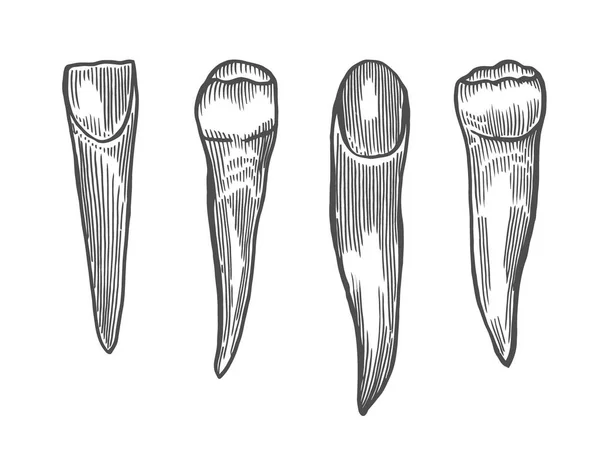 Grabado Conjunto Dientes Vintage Ilustración Dibujada Mano Aislada Blanco — Archivo Imágenes Vectoriales