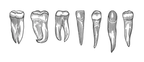 Gravura Vintage Conjunto Dentes Ilustração Desenhada Mão Isolada Sobre Branco — Vetor de Stock