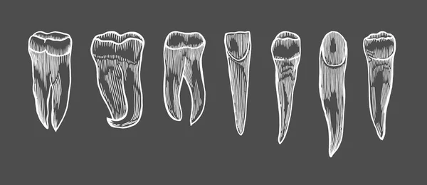 Gravírovací Sada Vintage Zub Ručně Kreslené Ilustrace Izolované Černém Pozadí — Stockový vektor