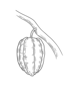 Kakao resim, çizim, gravür, mürekkep, hat sanatı, vektör