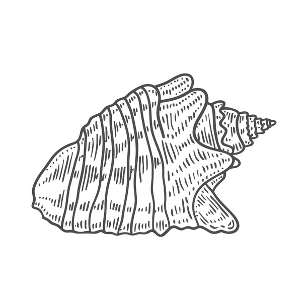 Vector Antik Gravyr Illustration Spiral Seashell Isolerad Vit Bakgrund — Stock vektor