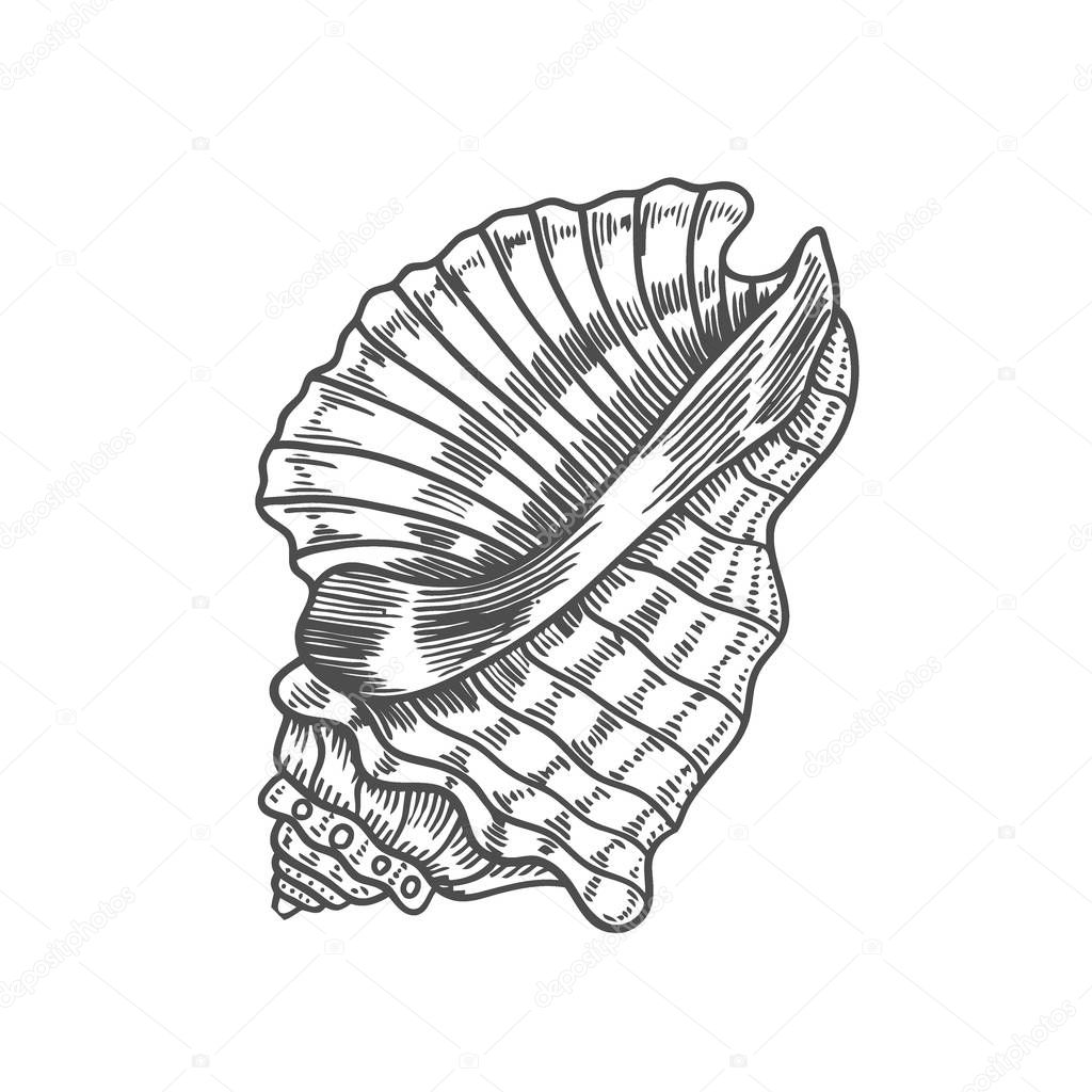 Vector antique engraving illustration of spiral seashell isolated on white background