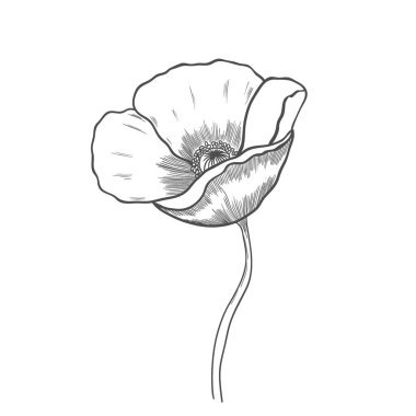 Poppy, vintage illüstrasyon kazınmış. Beyaz izole