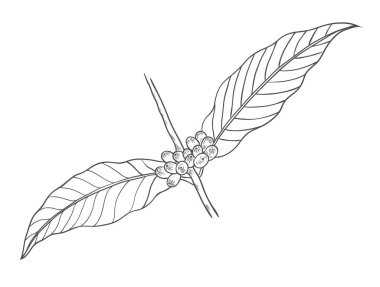 Kahve dalı, yaprak, meyve, meyve ve tohum ile bitki. Doğal kafein içeceği. Mağaza ve kafe için beyaz arka plan üzerinde Vektör vintage çizilmiş kroki illüstrasyon